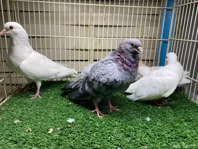 جوز صنعاوي اصيل index