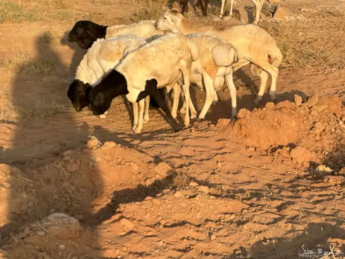 سواكن عدد 17 33