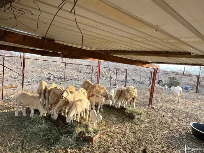 ضان للبيع 7