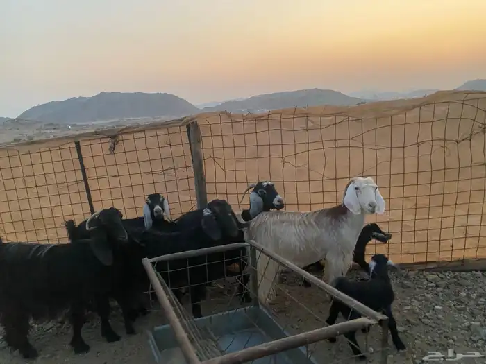 معزاء عوراض 17