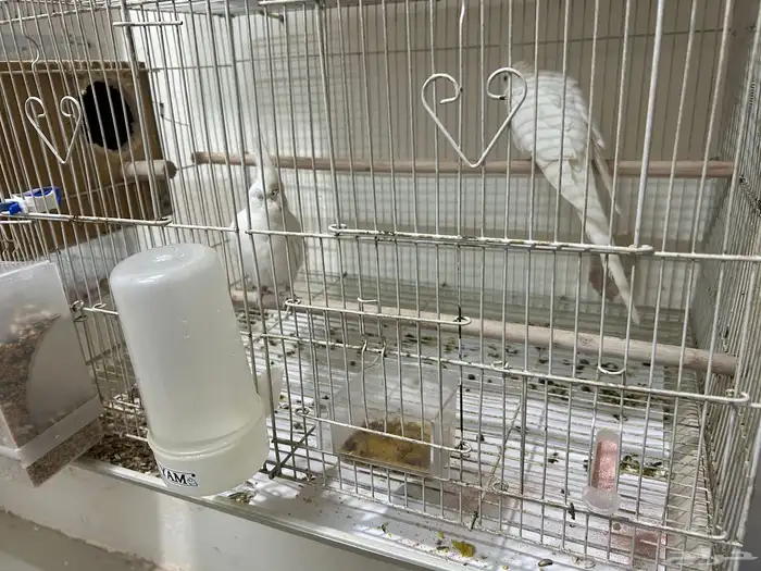 زوج كروان البينو معاه بيض 1