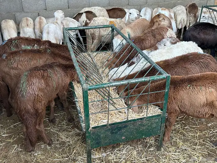 سواكن عدد 17 2