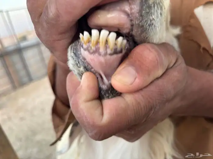 خروف عيسى سنه زي ماهو موظح 2