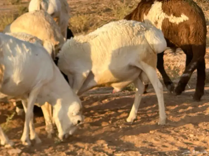 سواكن عدد 17 11