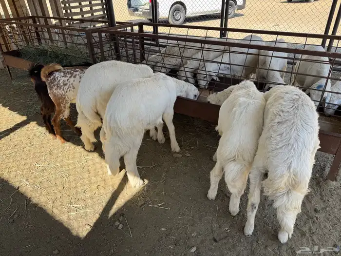 خرفان للبيع 1