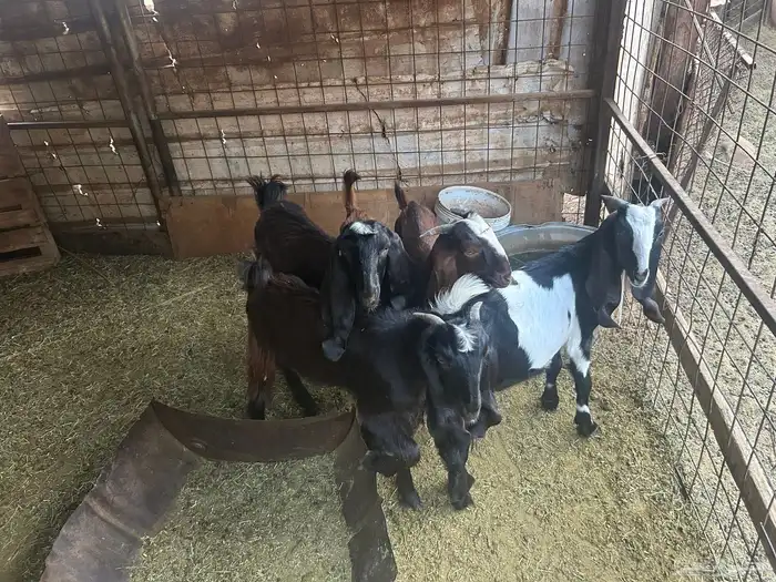 تيوس العدد 6 0