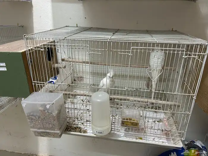 زوج كروان البينو معاه بيض 2