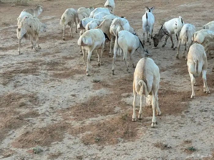 تيوس وبرابر وسواكن ورفيديات مرابي 54