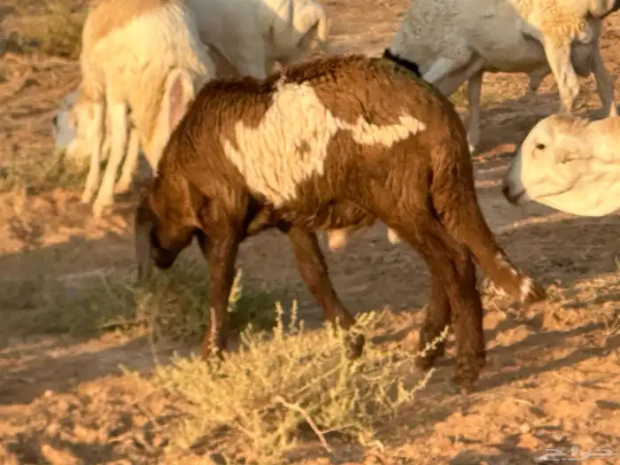 سواكن عدد 17 14