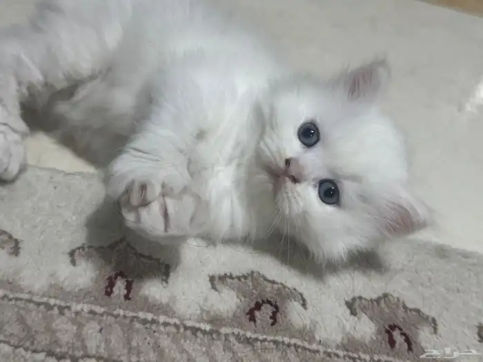 قط كيتن شيرازي هملايا 1