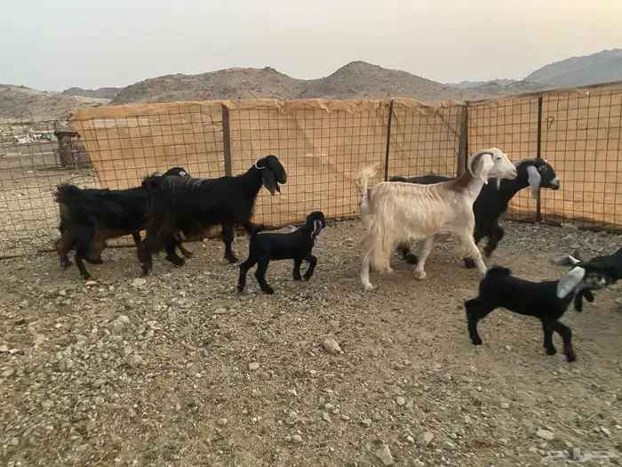 معزاء عوراض 0