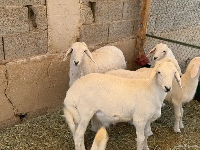 ذبايح حري و داغور سواكني 7