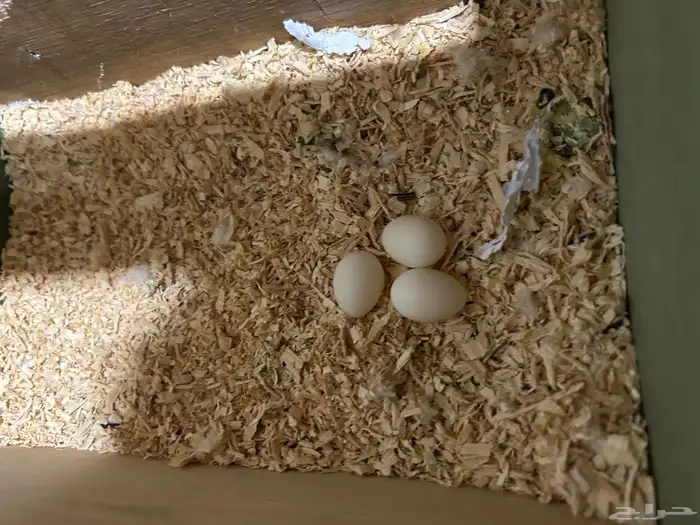 زوج كروان البينو معاه بيض 4