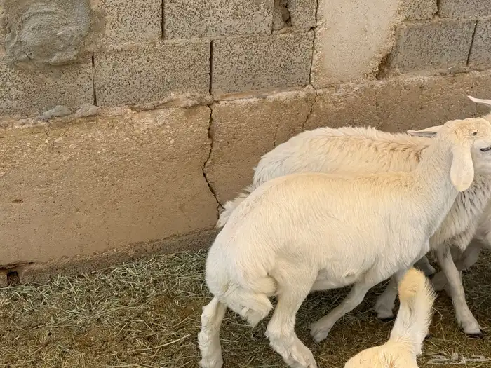 ذبايح حري و داغور سواكني 3