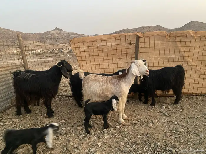 معزاء عوراض 12