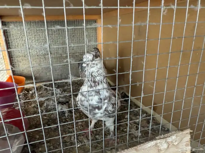 حمام للبيع 2