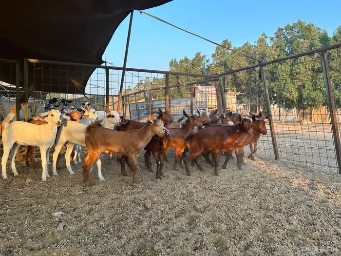 عشاق التيوس المحايلية للثلاجة والكشتات 1