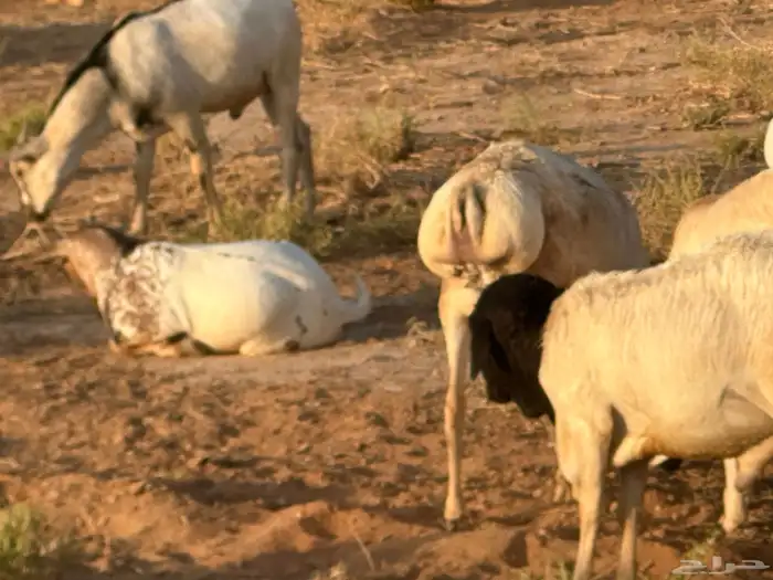 سواكن عدد 17 10