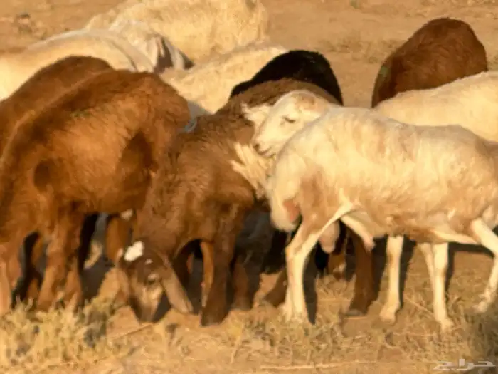 سواكن عدد 17 13