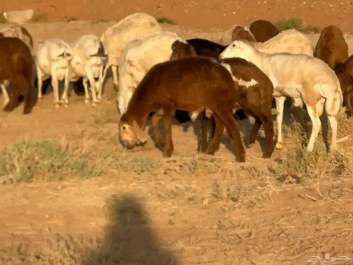 سواكن عدد 17 29