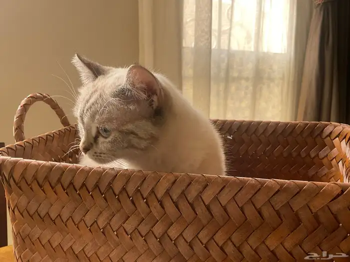 قطه للبيع فقط ب250 2