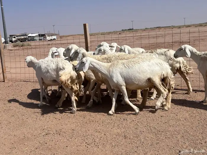 غنم حريات مواليد13 2