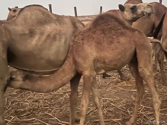 صامطة قريب من قرية الخضراء 1