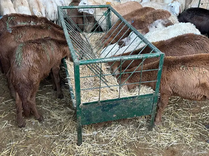 سواكن عدد 17 5