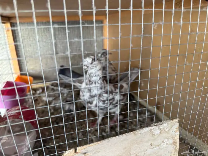 حمام للبيع 1