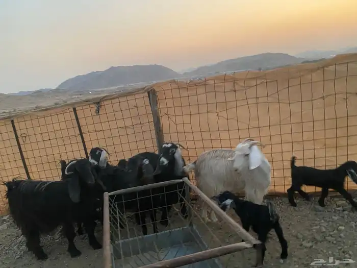 معزاء عوراض 18