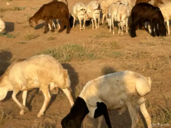 تيوس وبرابر وسواكن ورفيديات مرابي 46