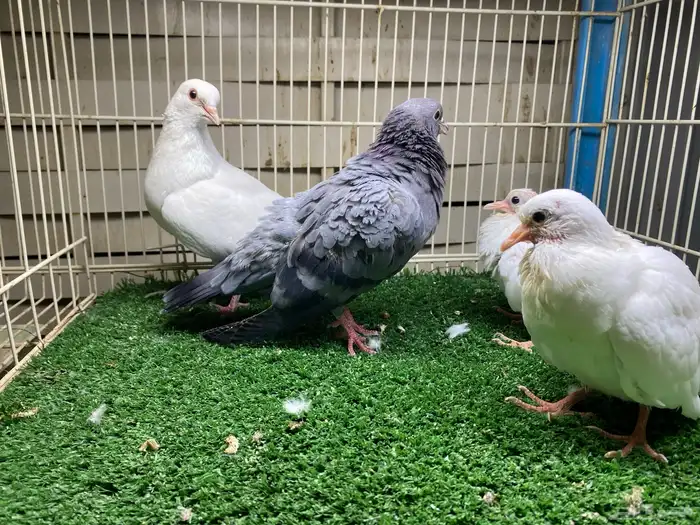 جوز صنعاوي اصيل 3