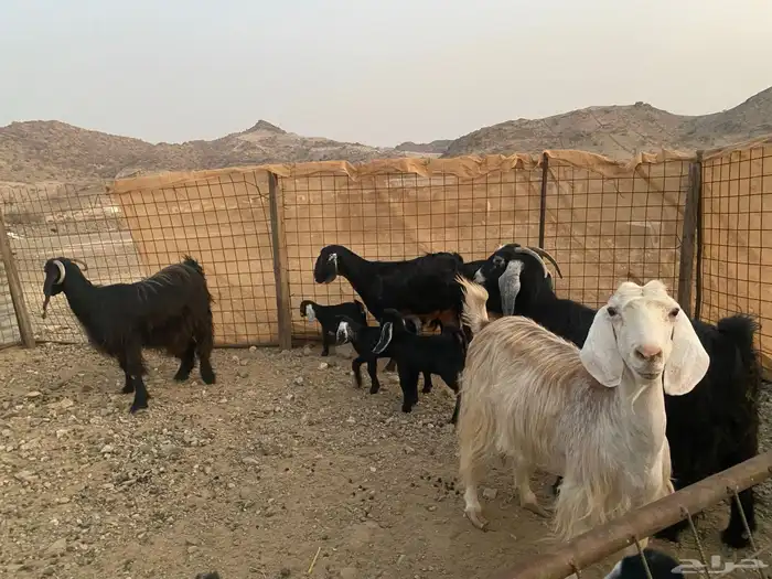 معزاء عوراض 4