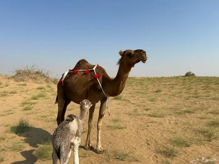خلفه ساحليه دهما طبع وحليب وافر جدا 2
