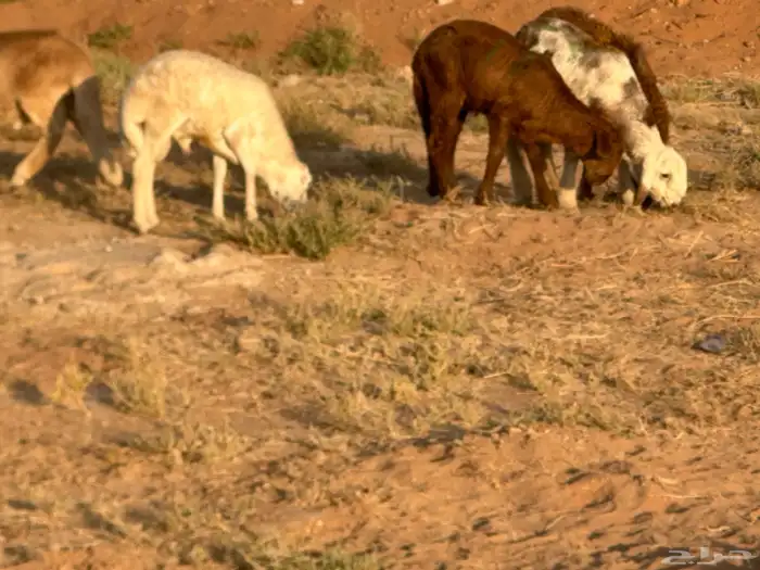 سواكن عدد 17 24