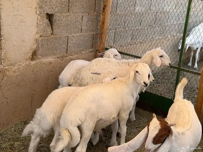 ذبايح حري و داغور سواكني 1