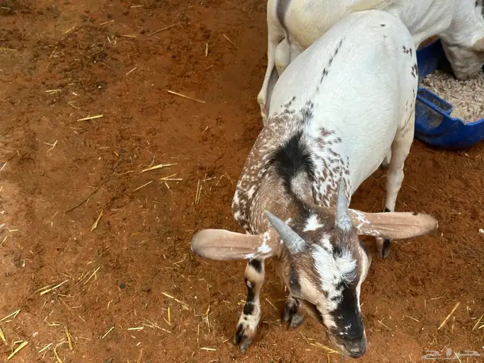 تيوس بيشيه عمر 4 شهور مرابي 60