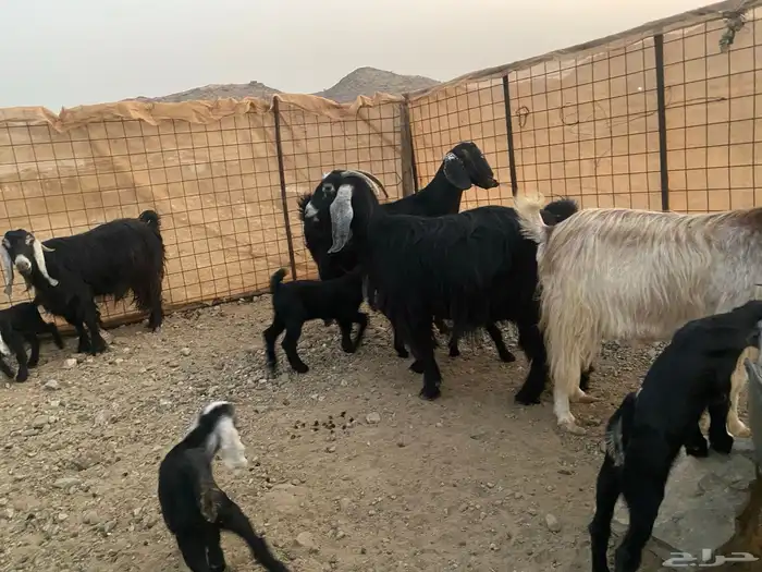 معزاء عوراض 7