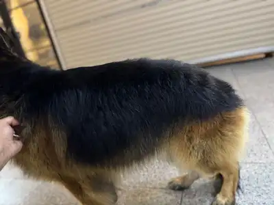 جيرمن شيبرد بلاك اند تان index