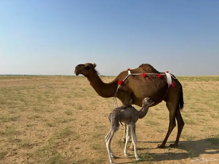 خلفه ساحليه دهما طبع وحليب وافر جدا 0