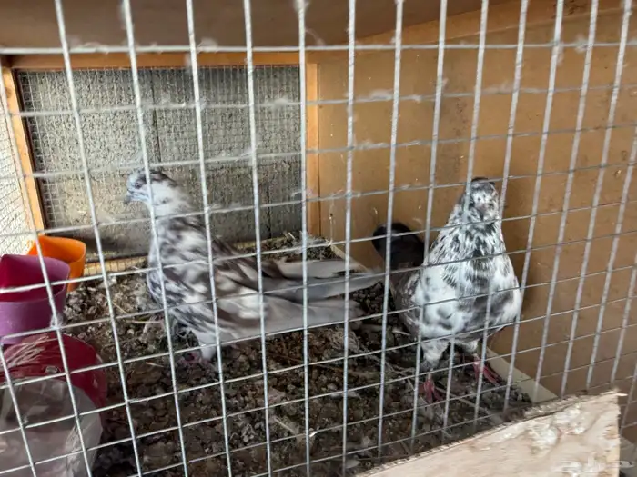 حمام للبيع 0