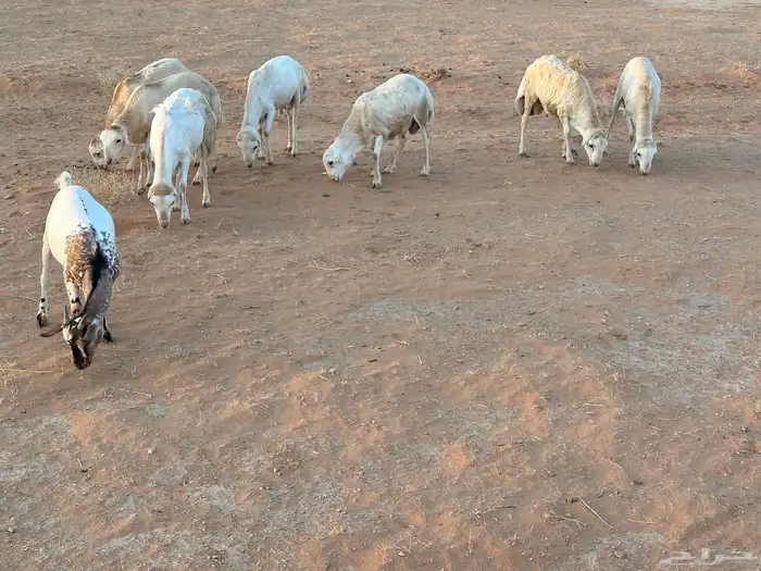 تيوس وبرابر وسواكن ورفيديات مرابي 86