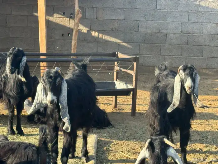 مراح عوارض. تم البيع 5