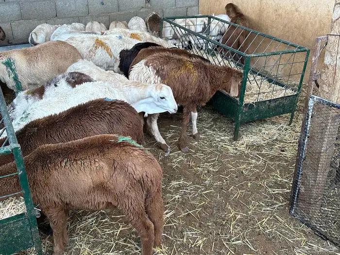 سواكن عدد 17 37