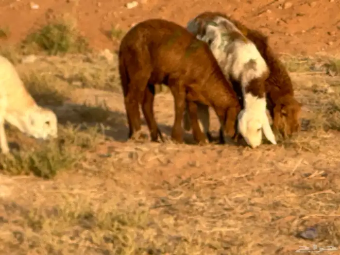 تيوس وبرابر وسواكن ورفيديات مرابي 36