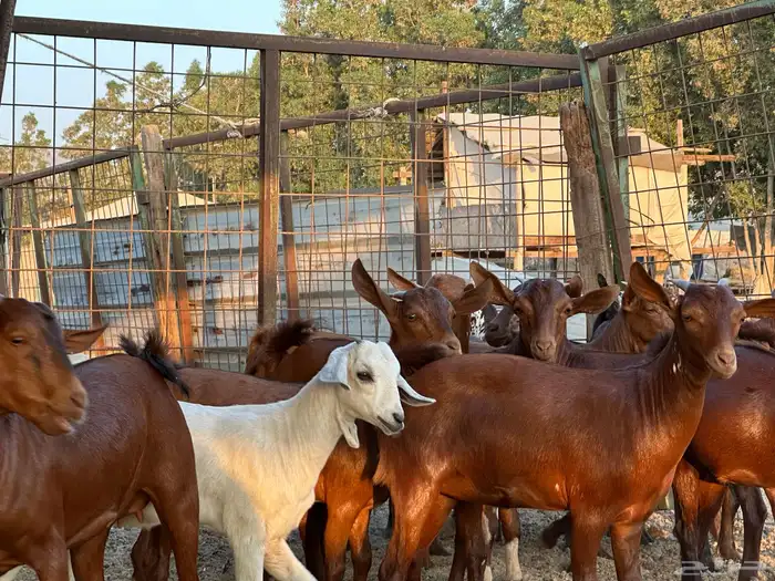 عشاق التيوس المحايلية للثلاجة والكشتات 2