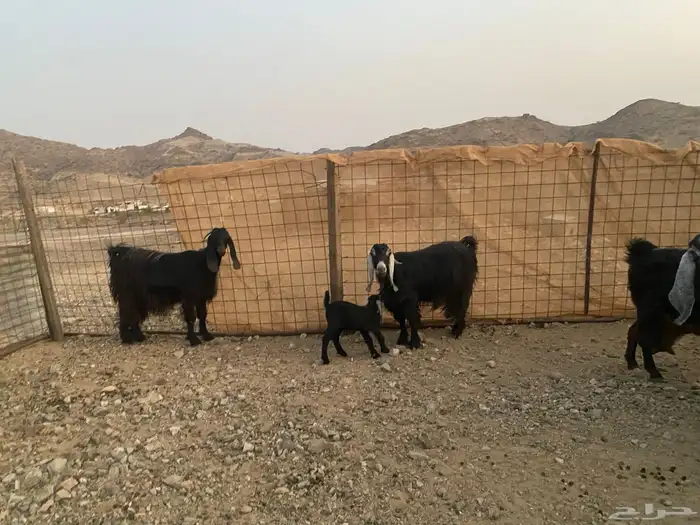معزاء عوراض 11