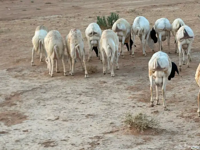 تيوس وبرابر وسواكن ورفيديات مرابي 55