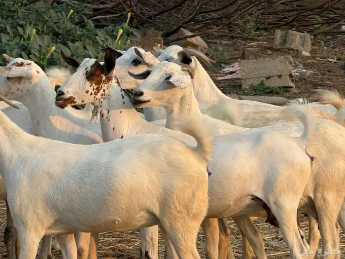 ماعز جروم 1