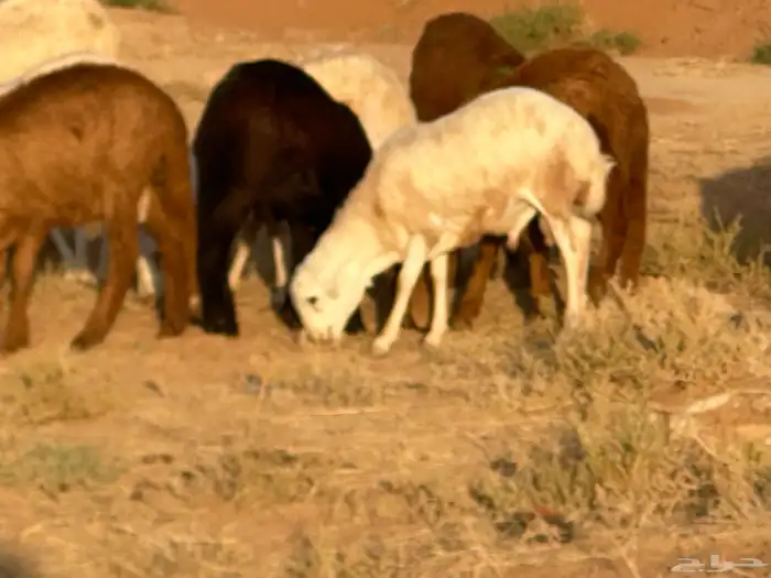 تيوس وبرابر وسواكن ورفيديات مرابي 34